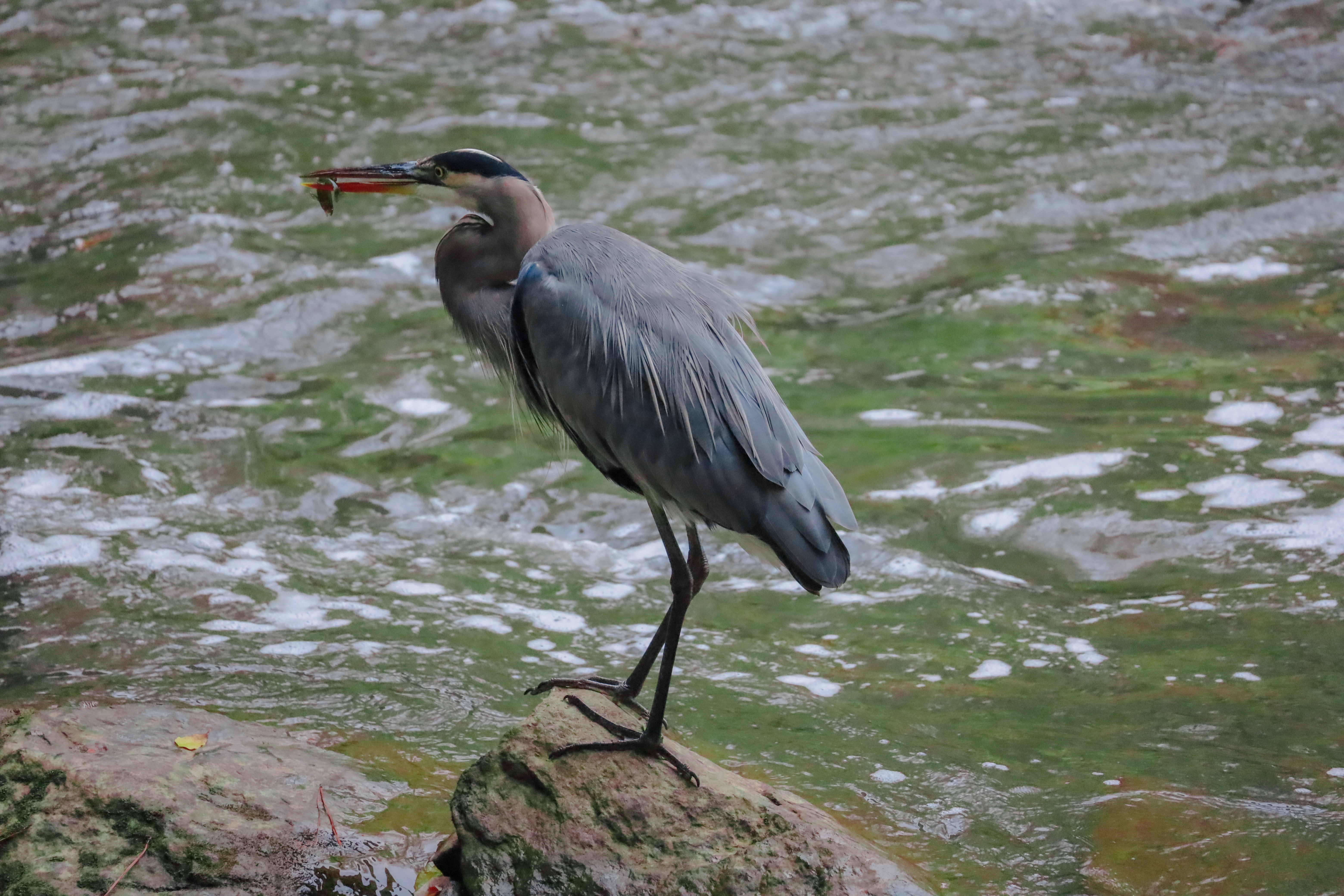 Great blue heron snaring fish (大蓝鹭)