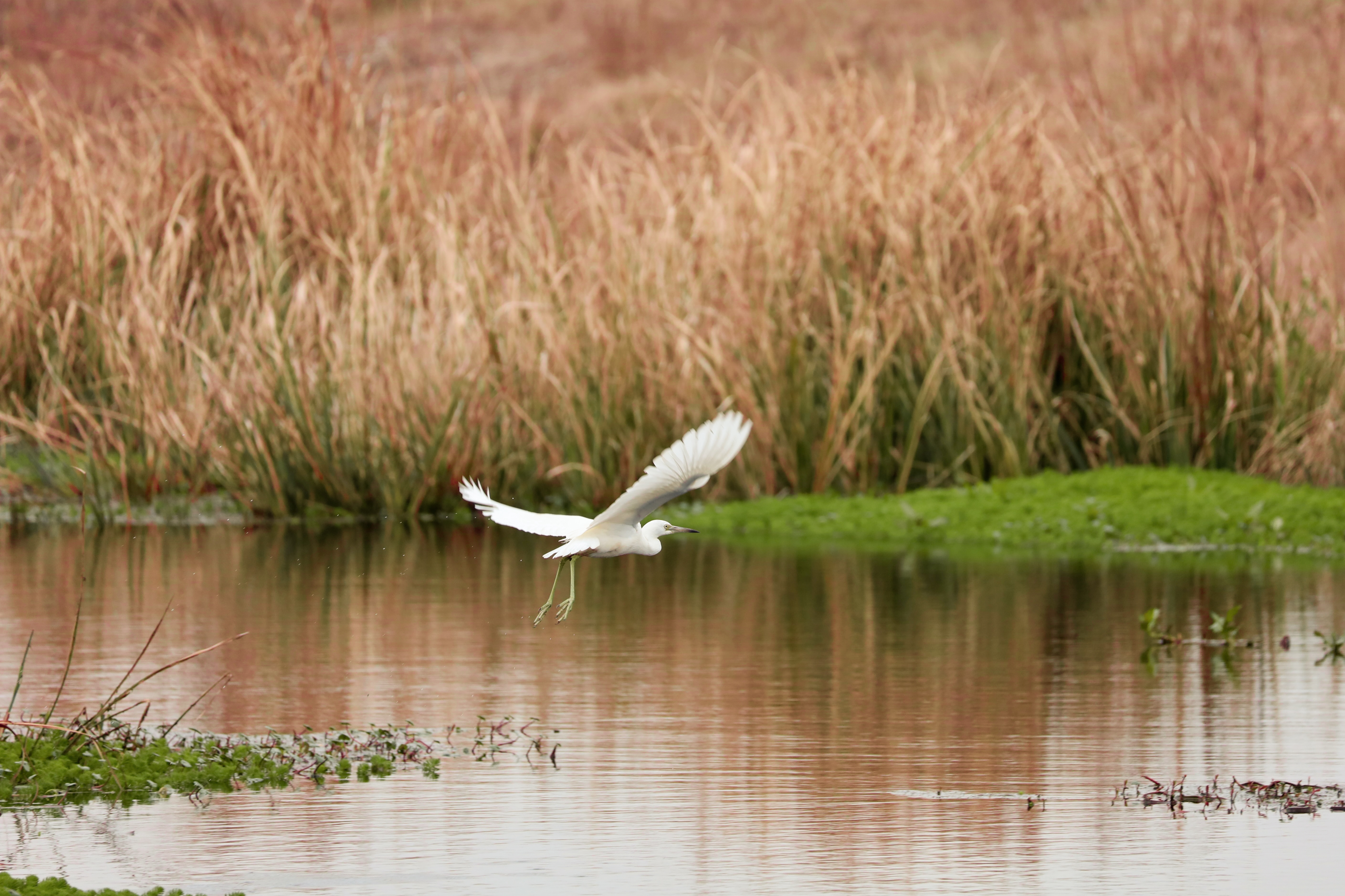 Juvenile little blue heron foraging in marshes (小蓝鹭幼鸟)