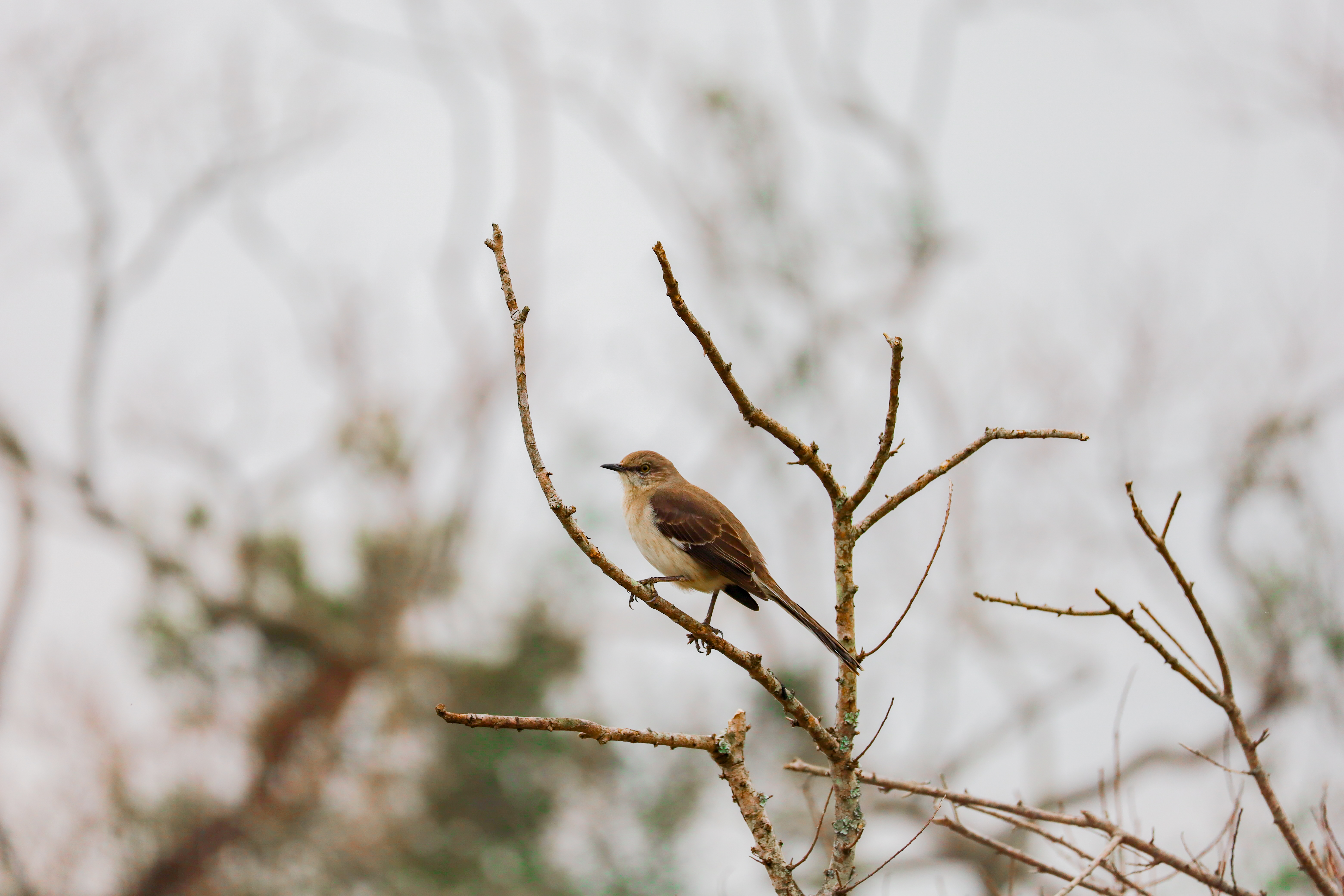 Northen Mockingbird, Mimus polyglottos (北方嘲鸫)