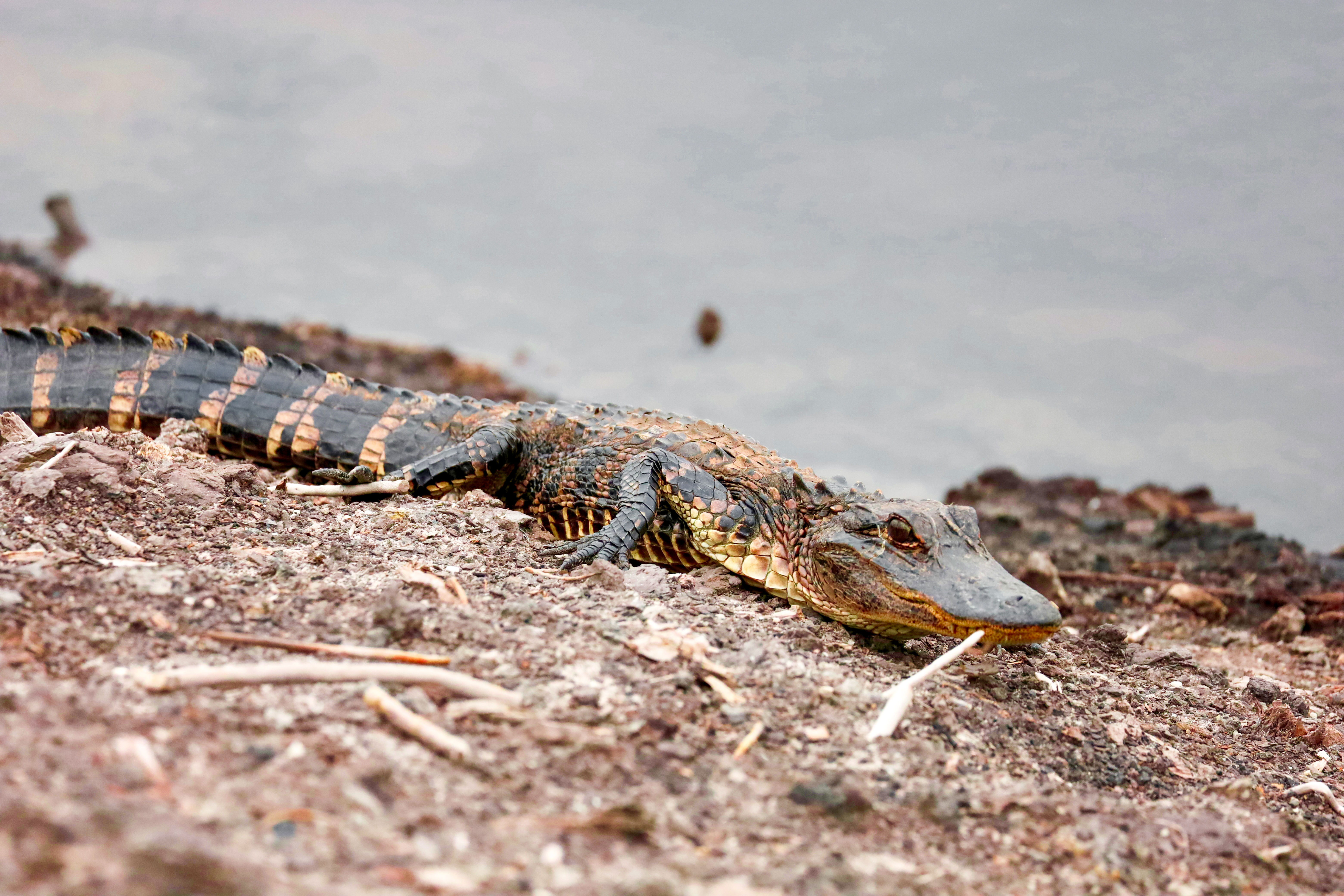 Juvenile Aligator (幼年短吻鳄)
