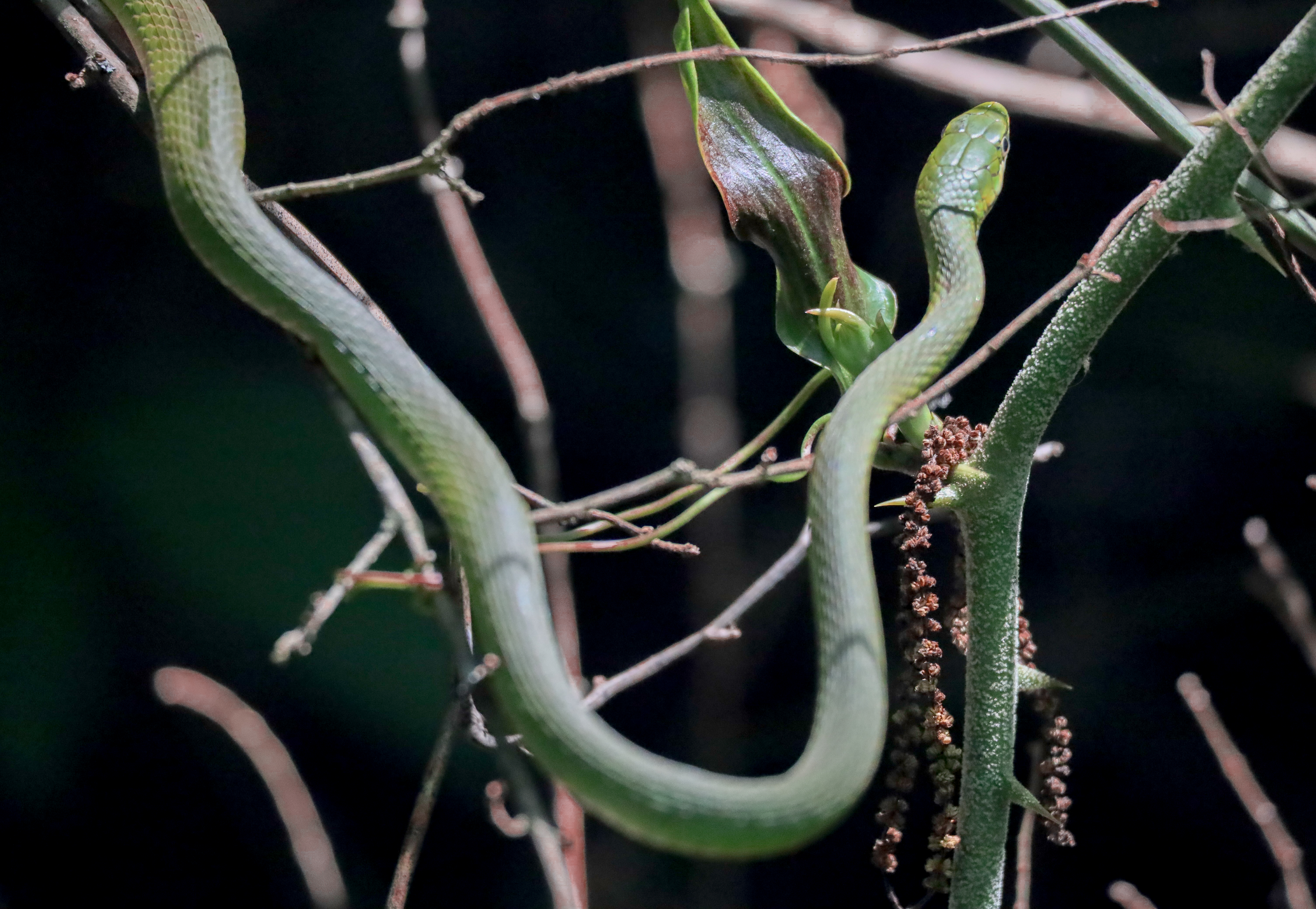Rough green snake, Opheodrys aestivus (粗绿蛇)