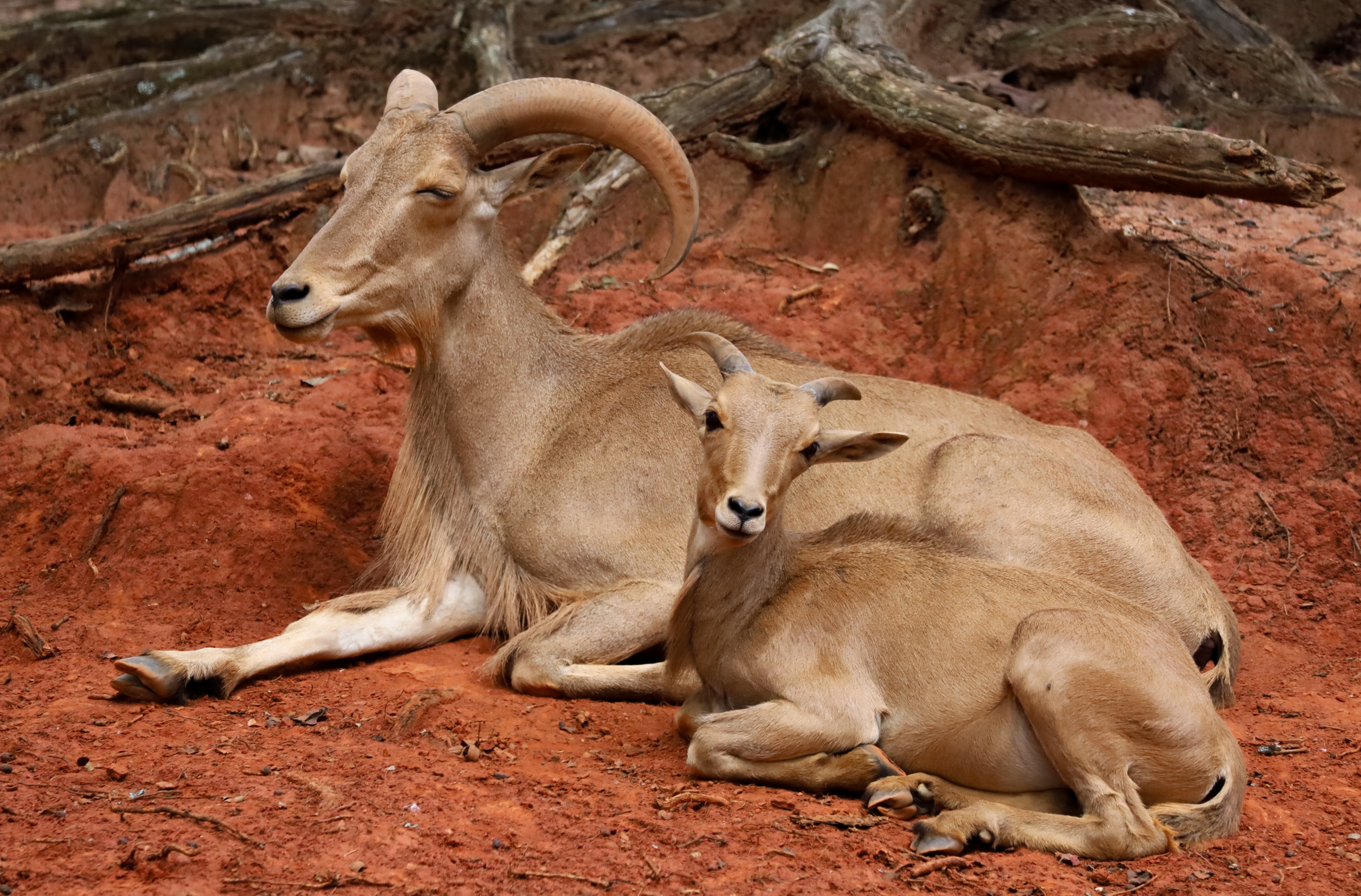 Barbary Sheep, Ammotragus lervia (巴巴里羊)