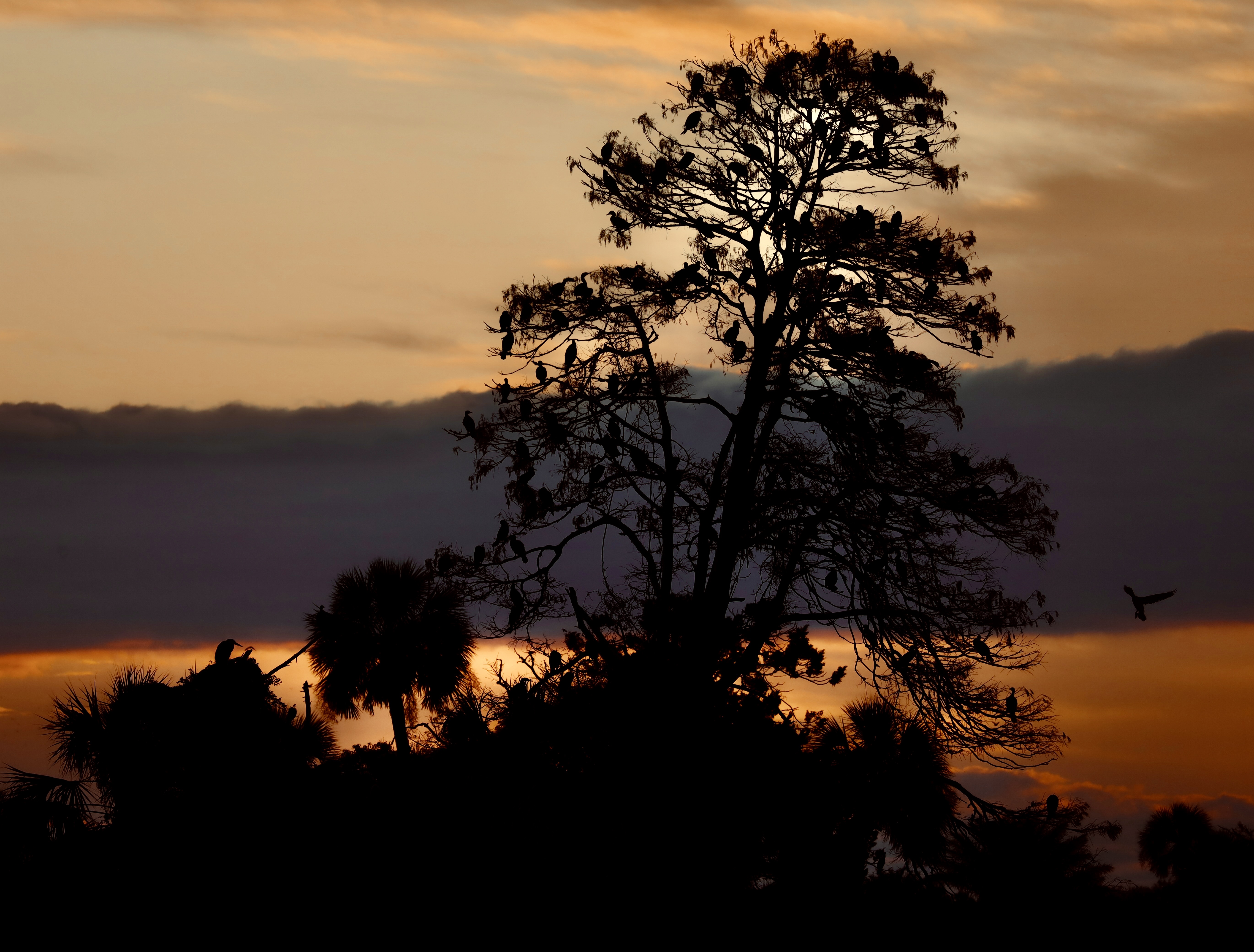 Sunset, Tree, and Gull (老树昏鸦)