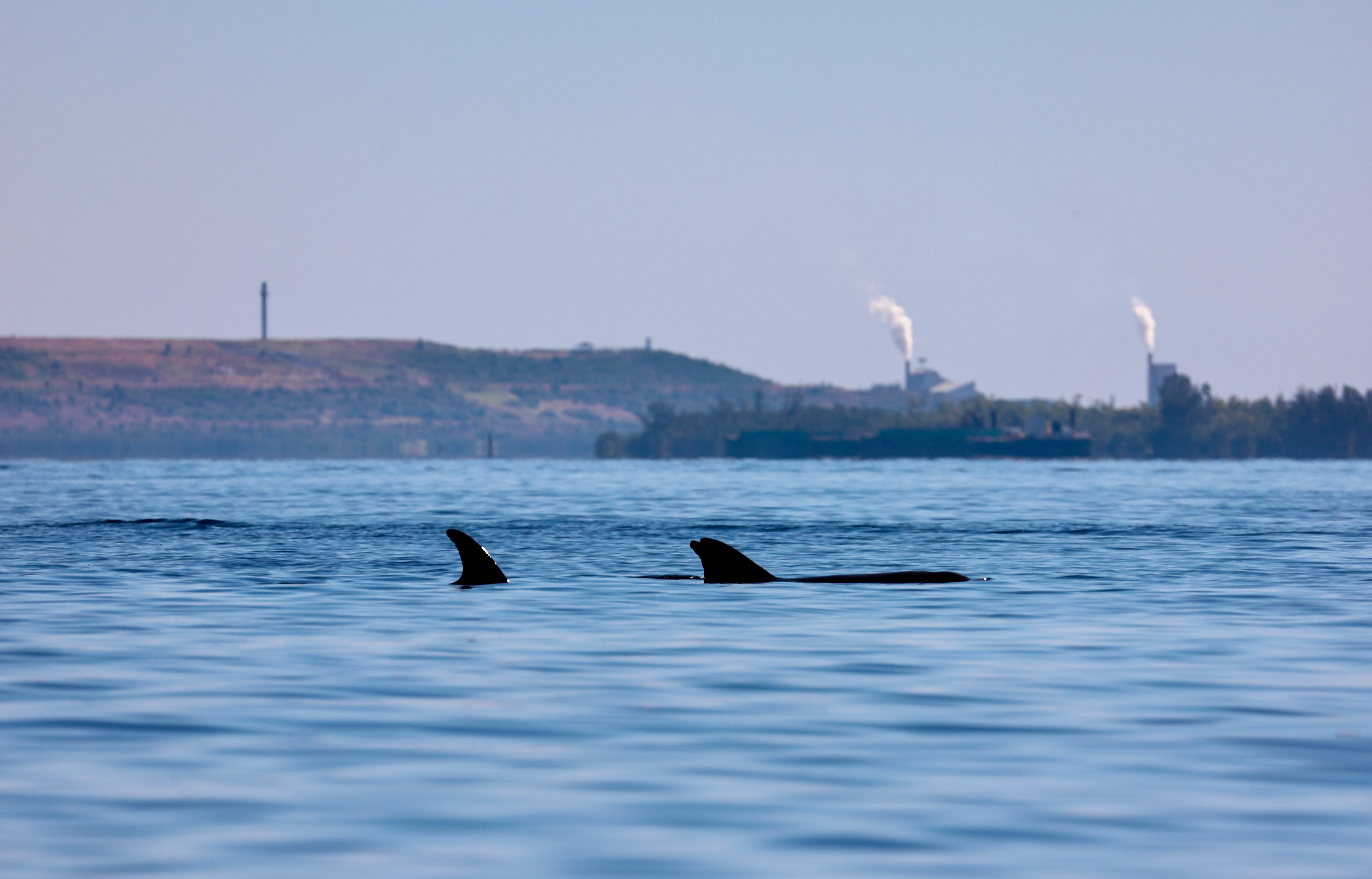 Dolphin dorsal fins (海豚背鳍)