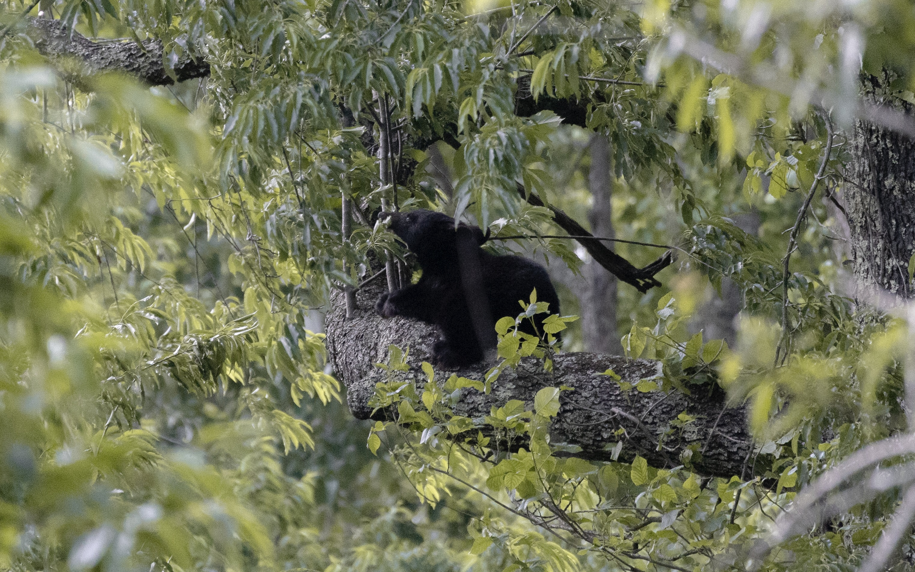 Baby bear at cades cove (树上的小熊)