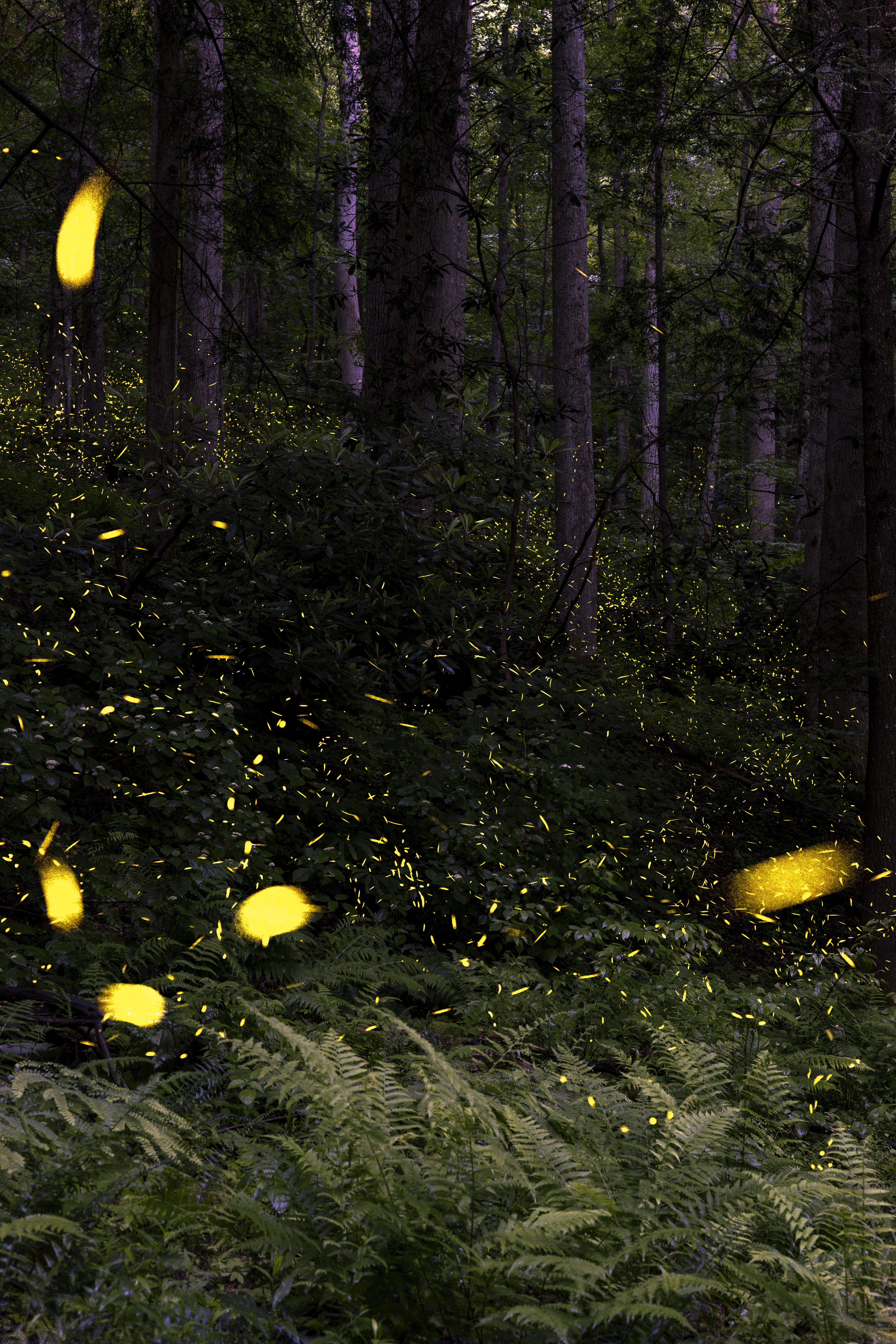 Synchronized fireflies at litter river trail (同步闪烁萤火虫)
