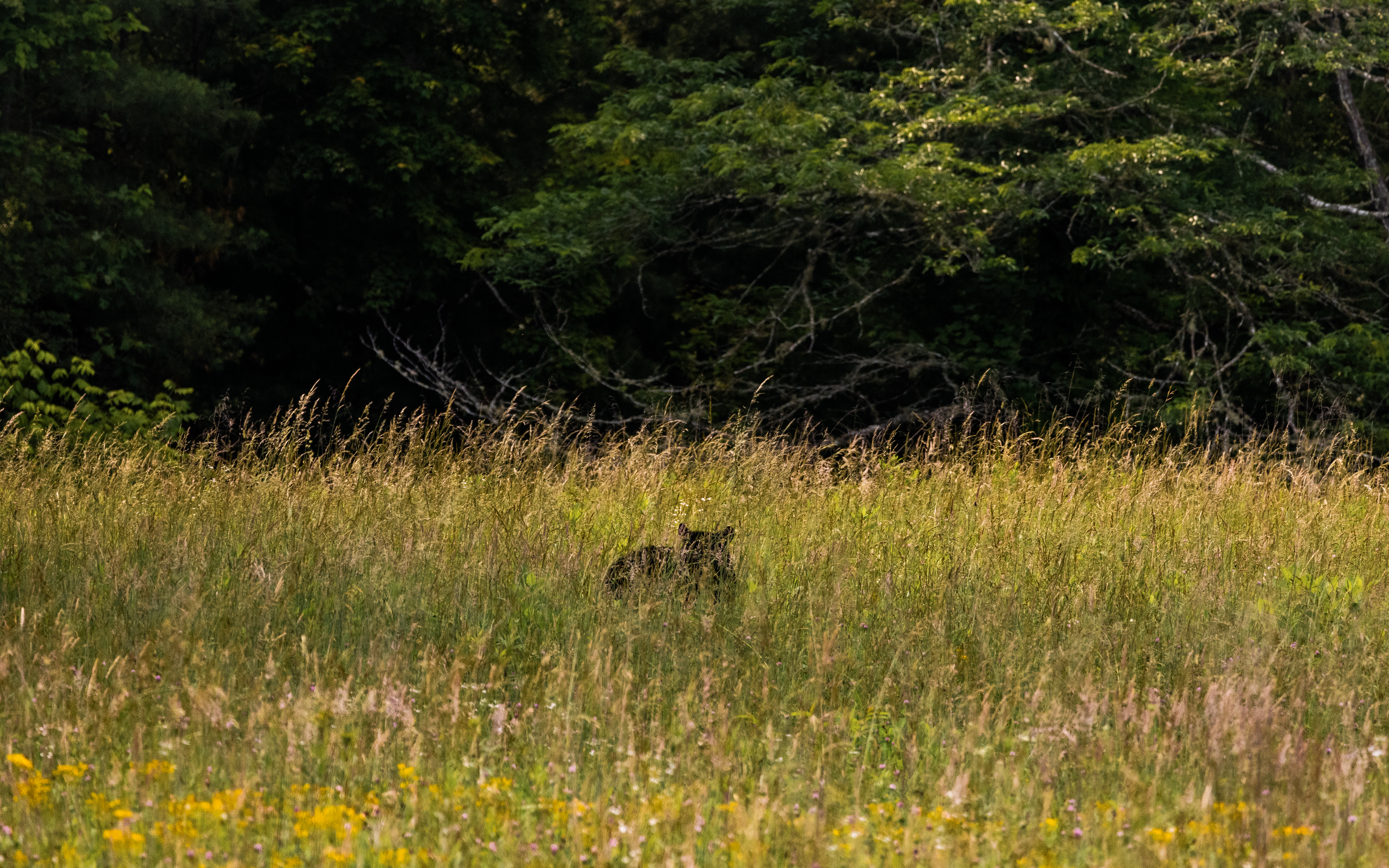 Bear hidng in grassland at cades cove (草丛中潜藏的熊)