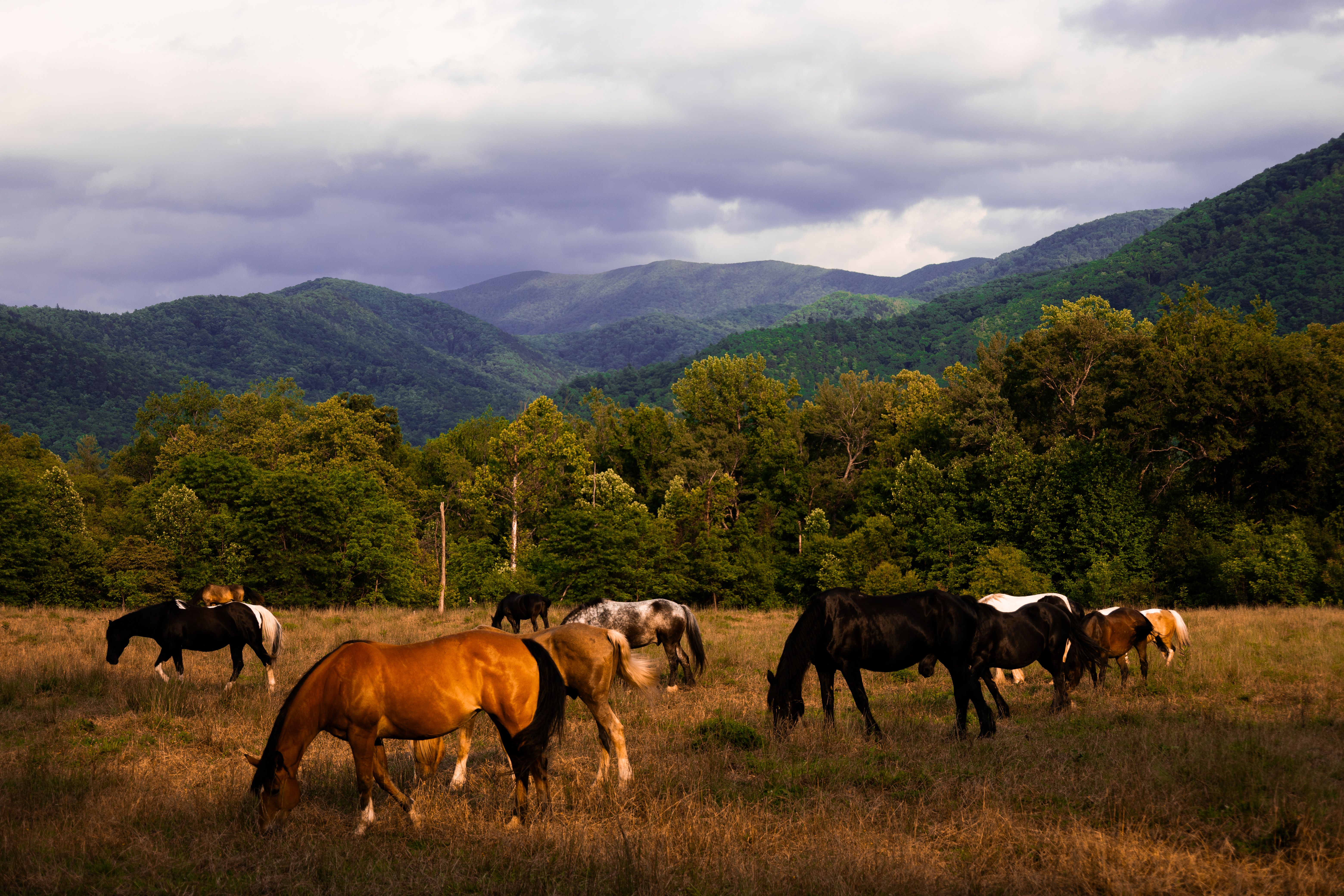 Horses at cades cove (群山、落日和马)