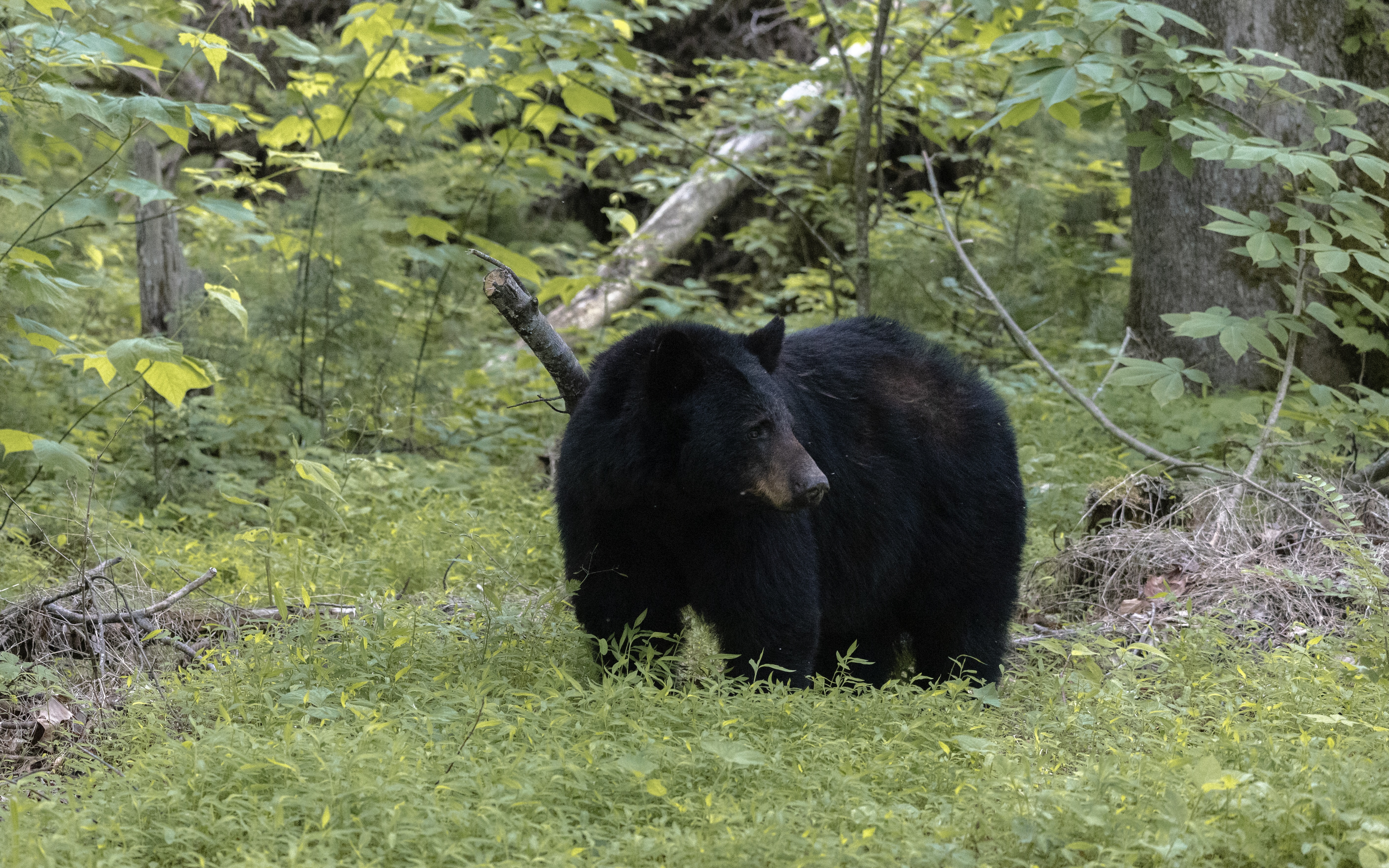 Mom bear at cades cove (路旁的母熊)