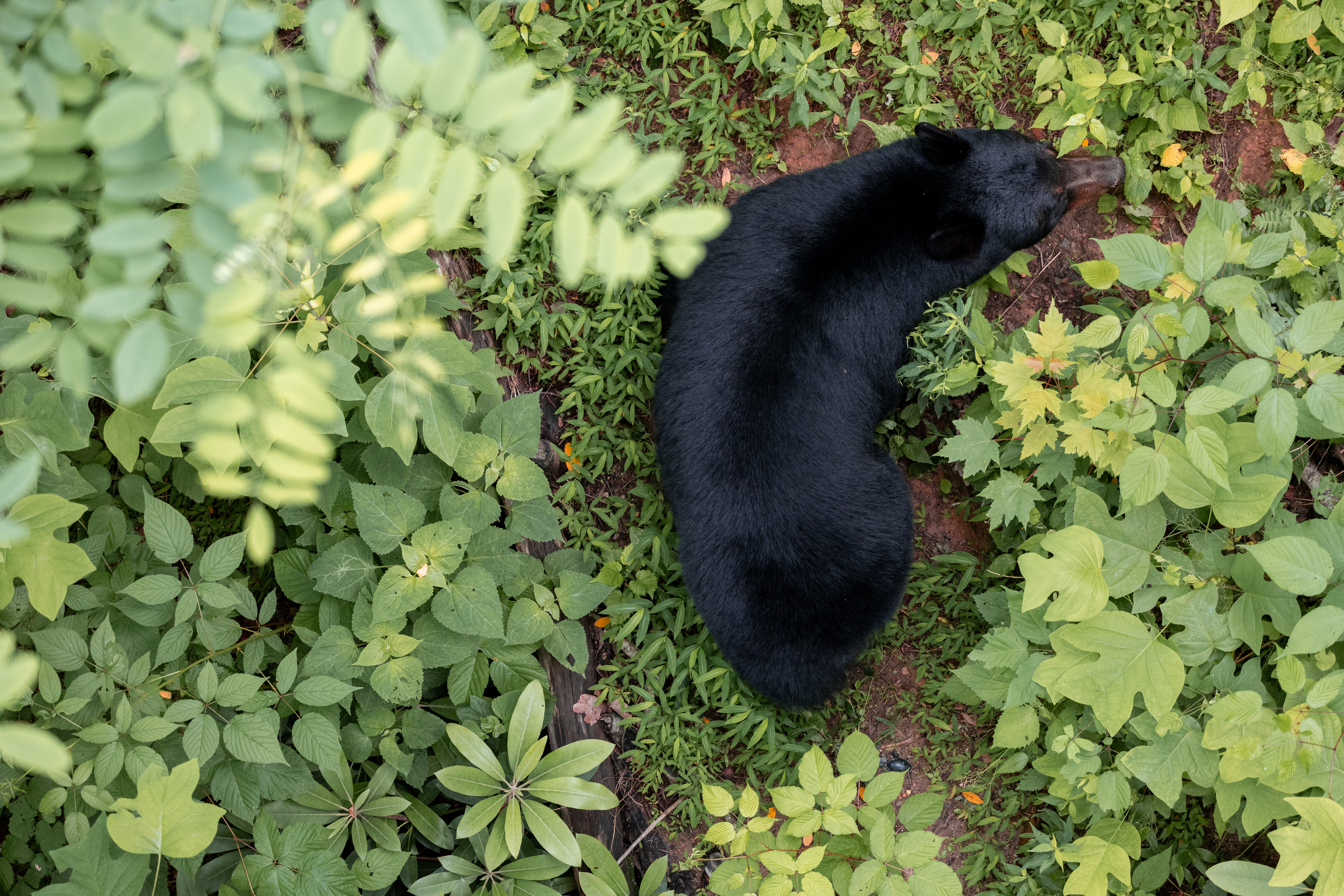 Wild Bear walking in Anakeesta (林间漫步的野生熊)