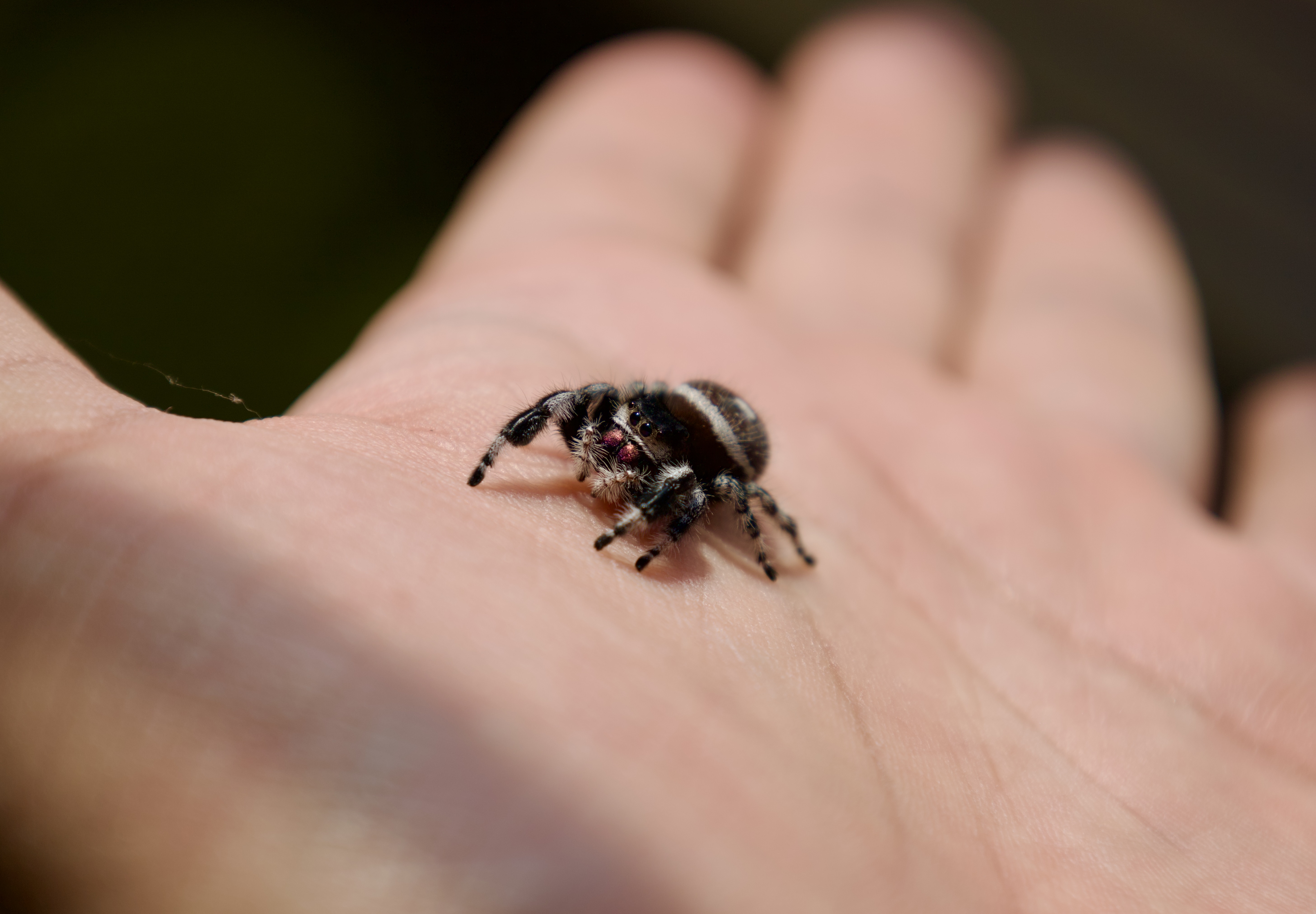 Jumping Spider on My Hand