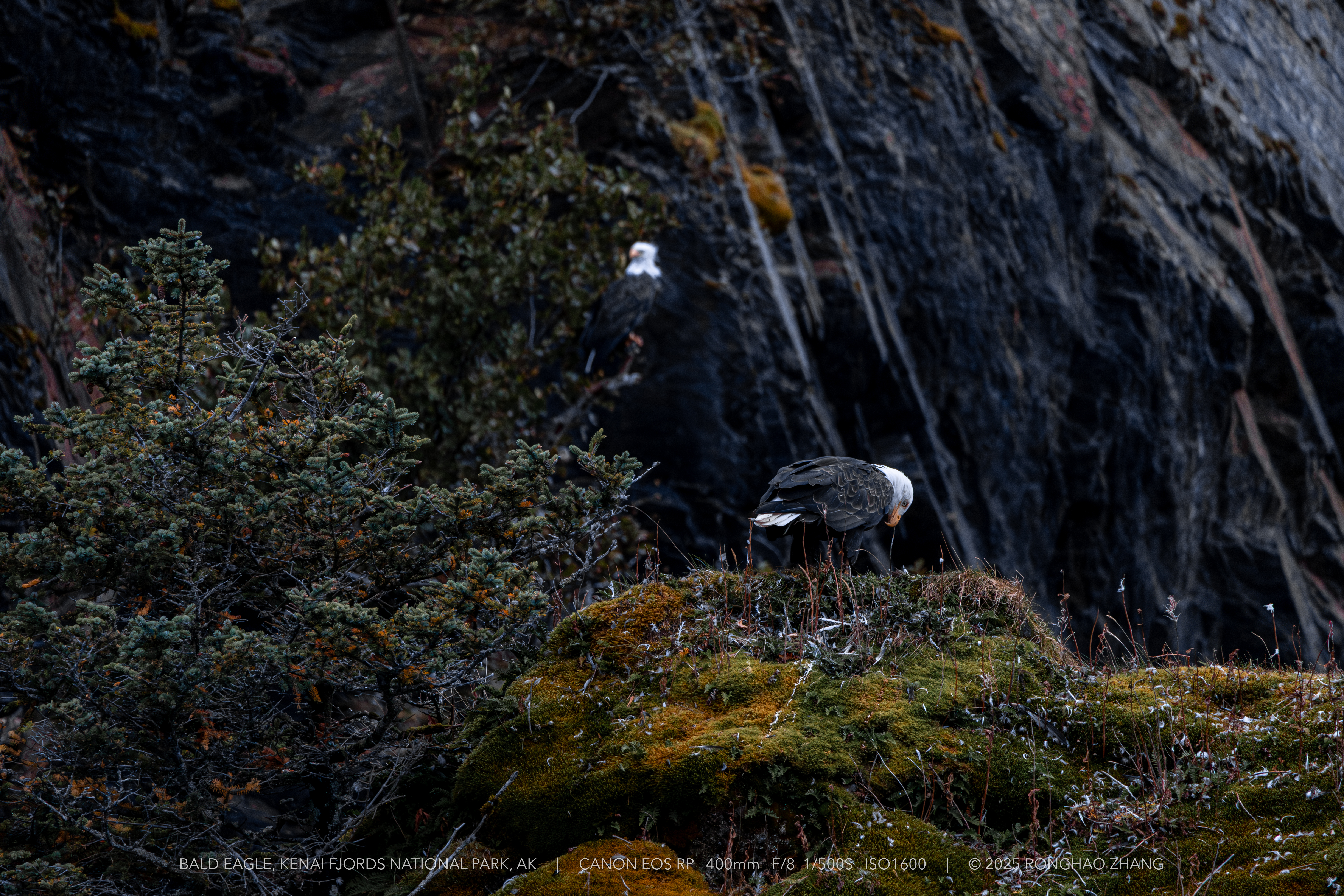 Bald Eagles on Cliff