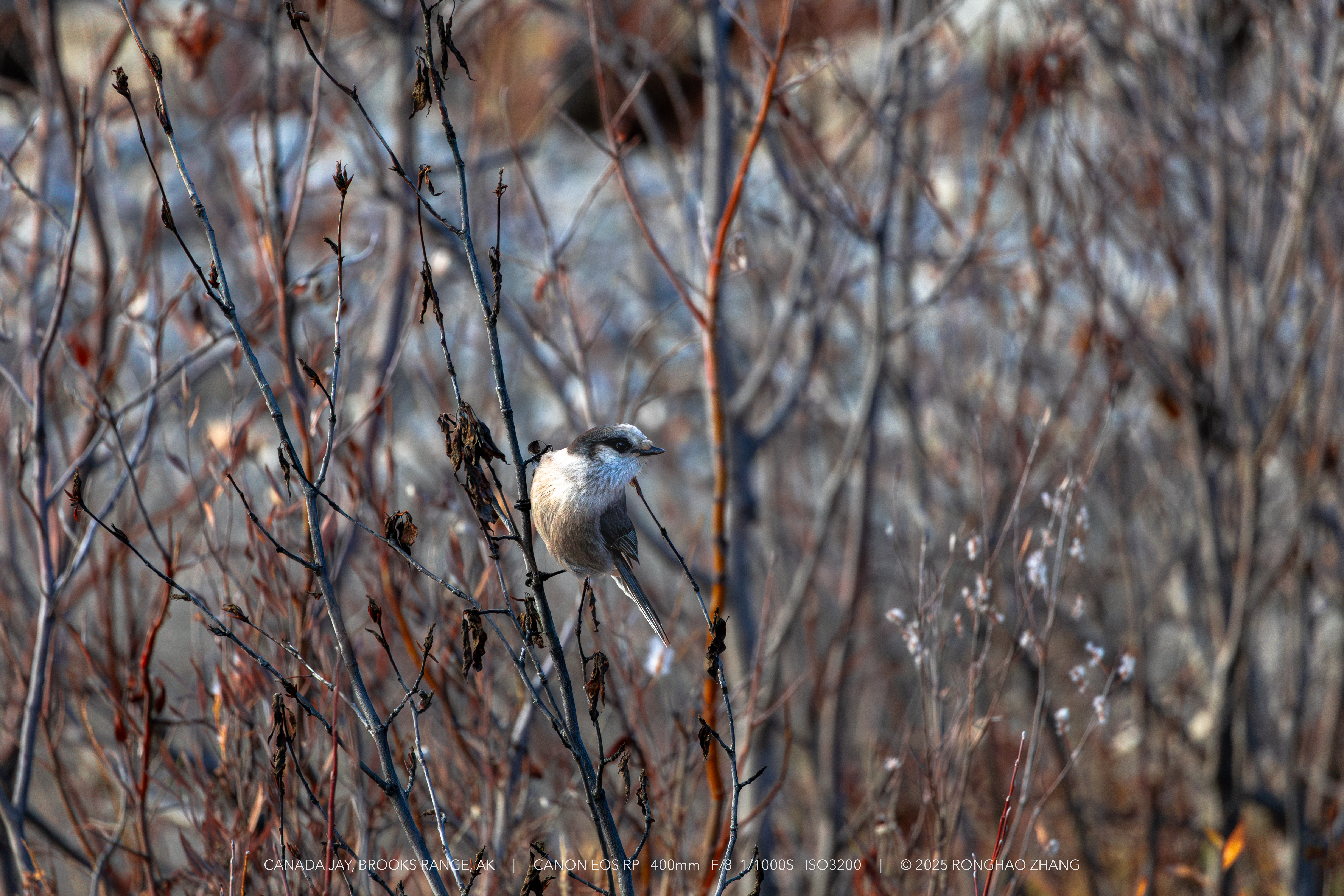 Canada Jay