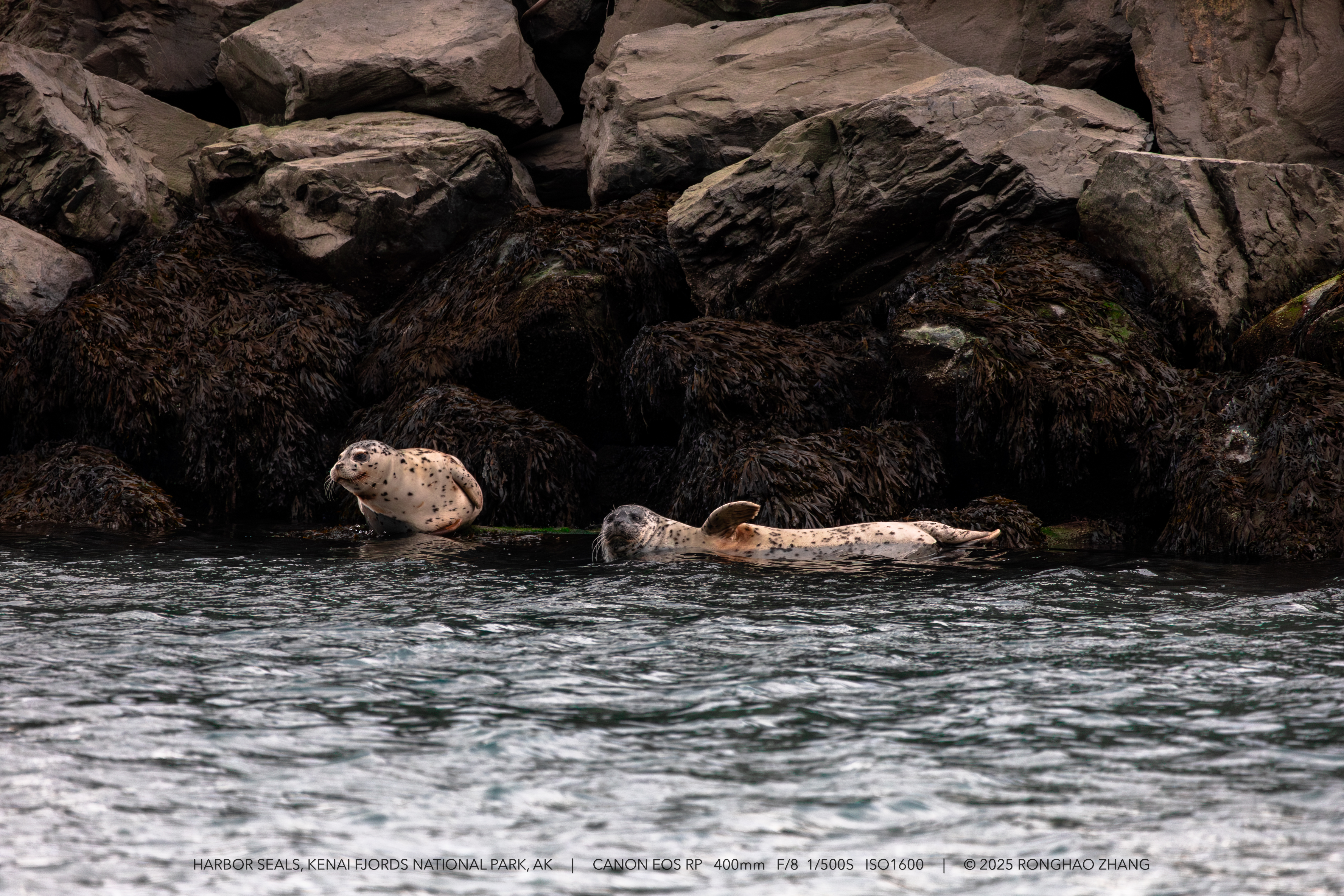 Harbor Seal